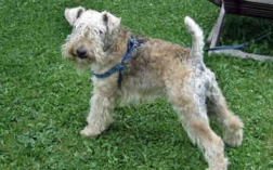 Desperate Lakeland Terrier Owners!