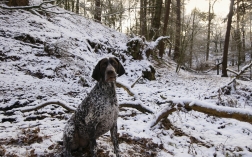 Jaeger the wandering GSP…