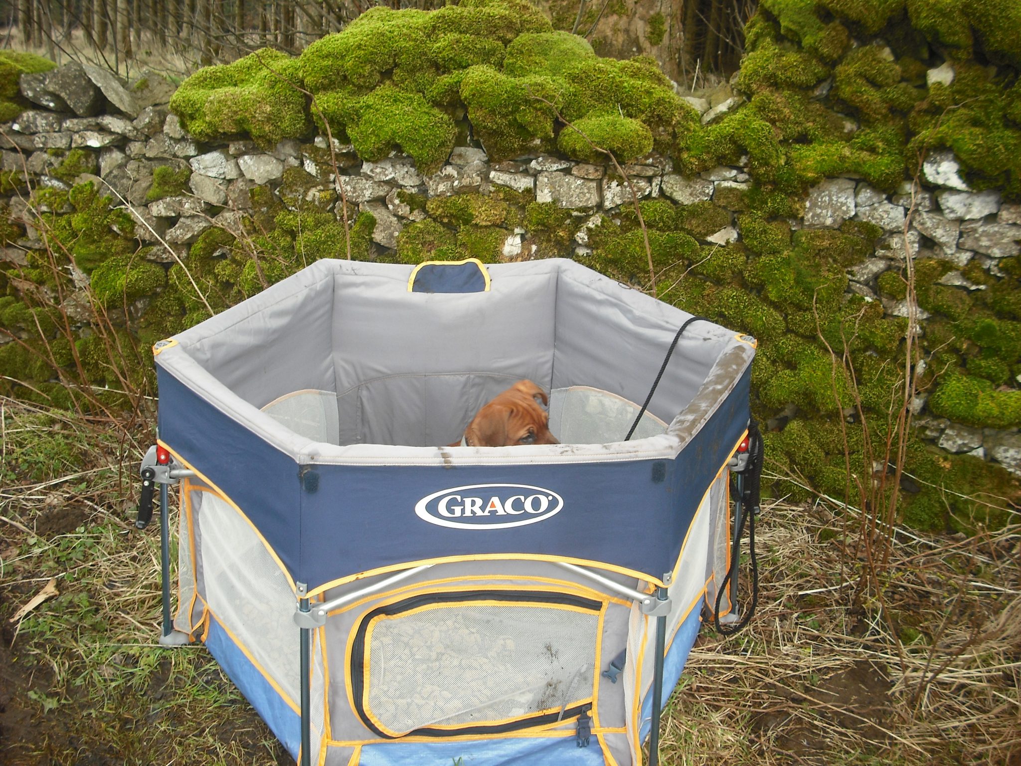 Puppy Playpen Ingrid Grayling