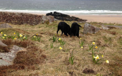 From Doubtful to Delighted: Our Online Dog Training Success Story