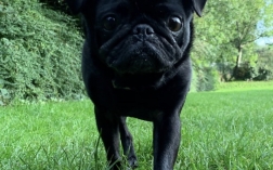 Perfect Pug in a day!