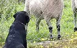 Poppy meets some different four legged animals