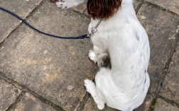 Grateful Spaniel Parents