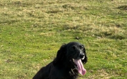 Stubbornness and unrestrained energy has been turned into joy!