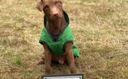 Problem Patterdale? Patterdale no problem!